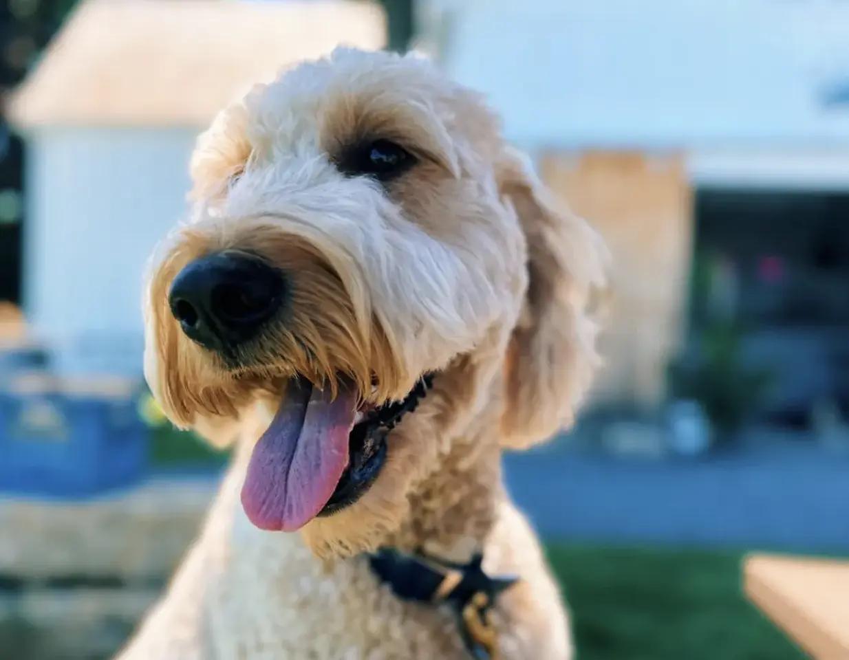 Travelling with Your Four-Legged Family Member?