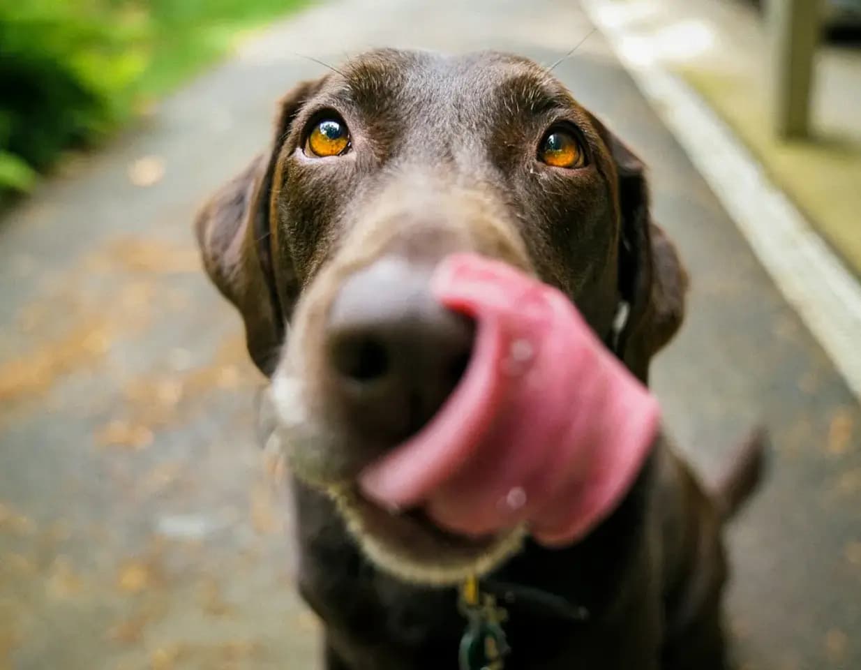 A Guide to Exploring Prince Edward County with Your Dog