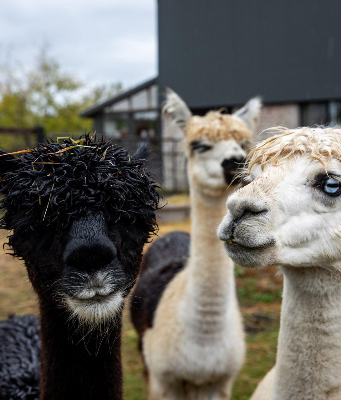 A black, smiling alpaca looking at the camera, surrounded by other alpacas